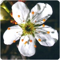 Flor de bach cherry plum